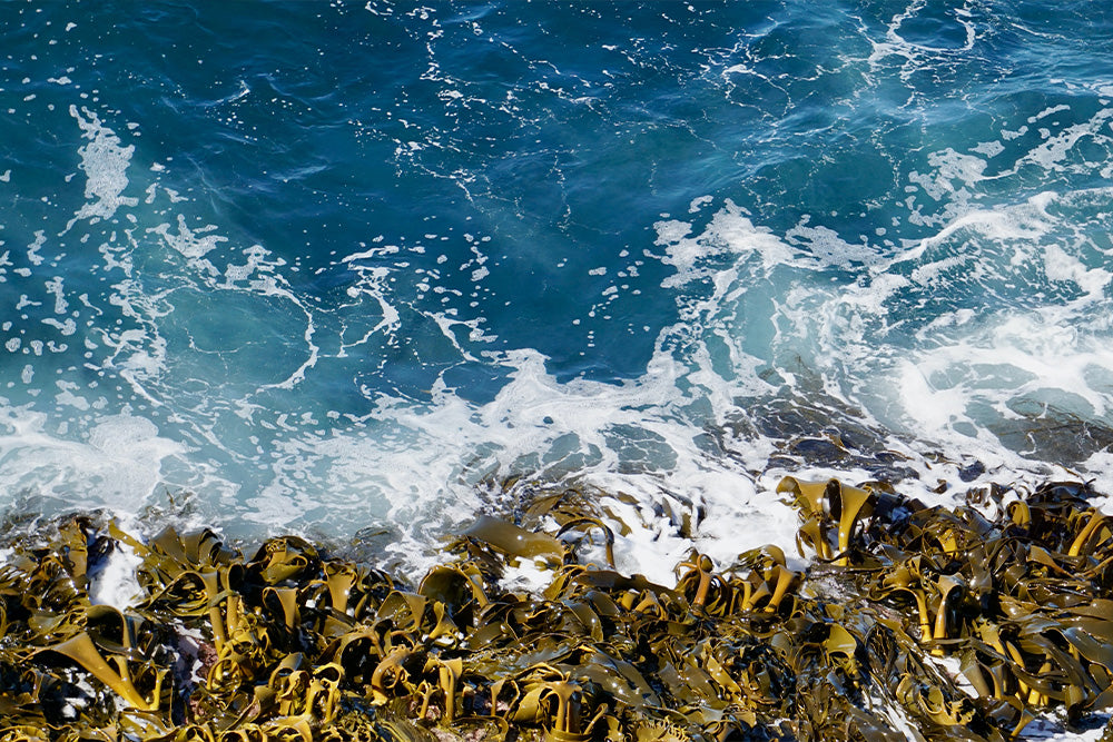 Coastal Botanicals in Australian Gin: A Guide to Seaside Flavours