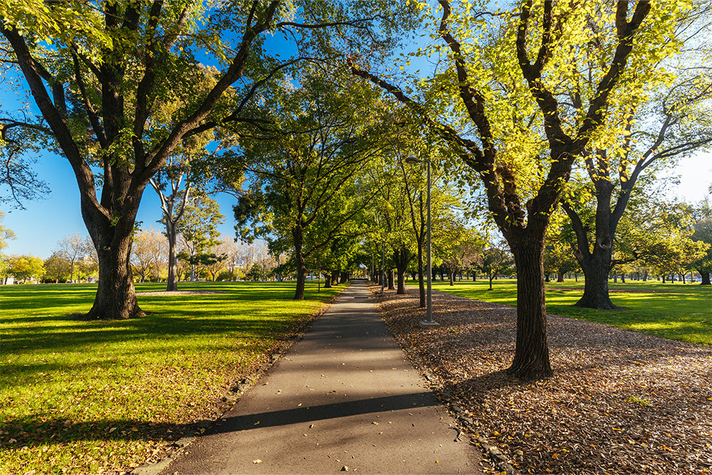 A Local’s Guide to Clifton Hill: Parks, Eats, and Must-See Spots