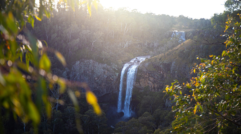 Exploring Dorrigo Pepper: The Fiery Botanical in Margaret Street Signature Gin