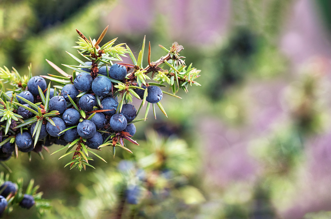 What is gin made from?